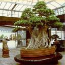 bonsai